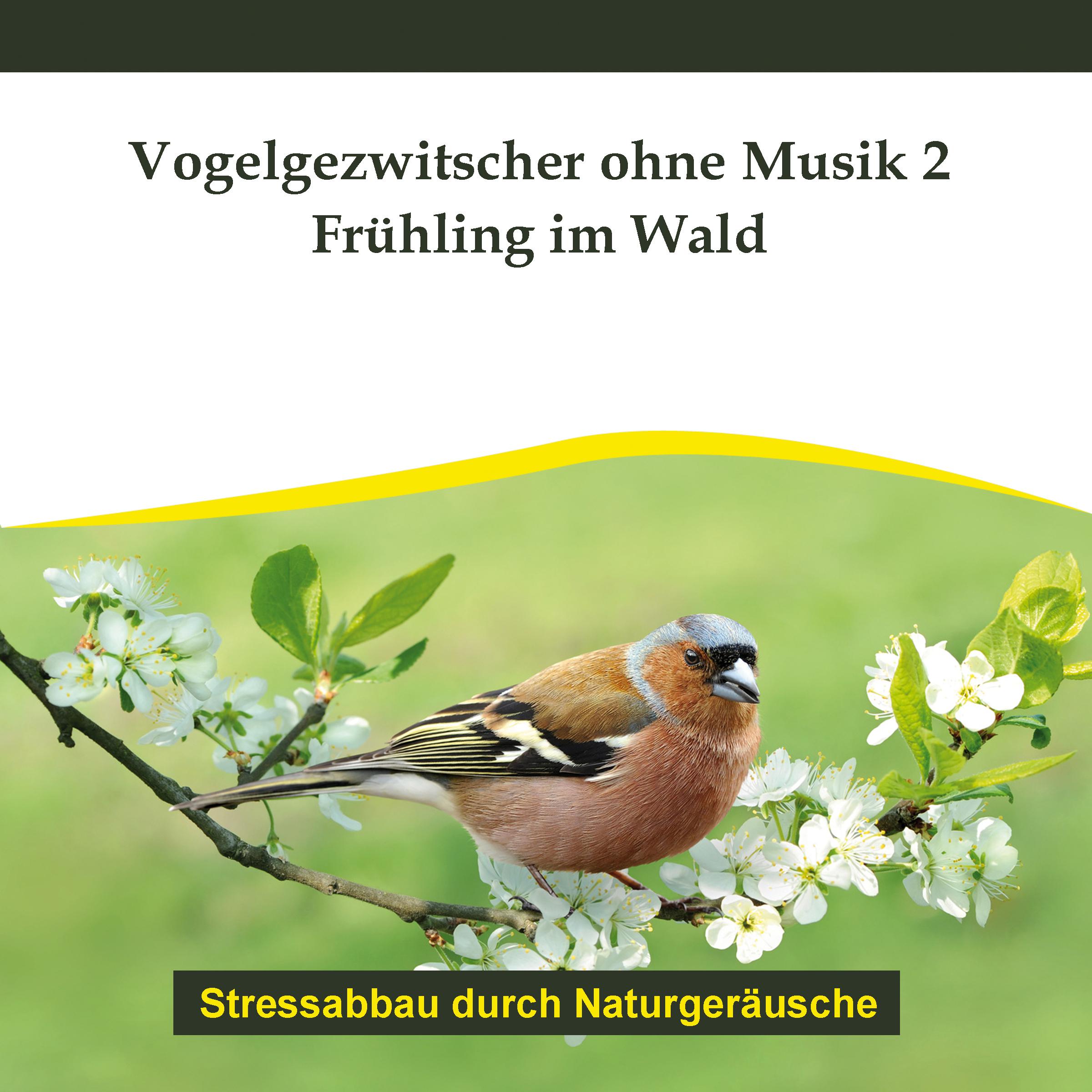 Vogelgezwitscher ohne Musik 2  Frü hling im Wald