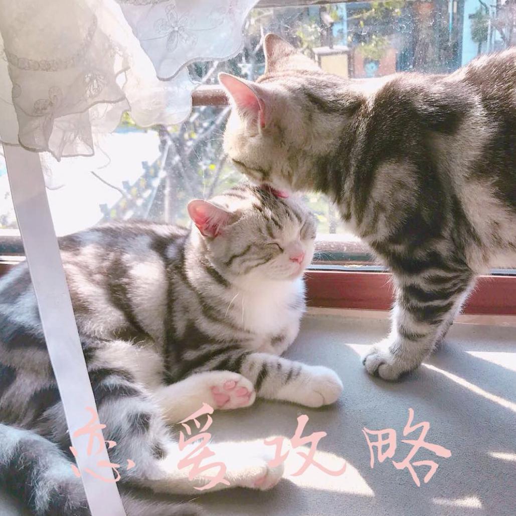 tie han han de bu zheng jing lian ai gong lue