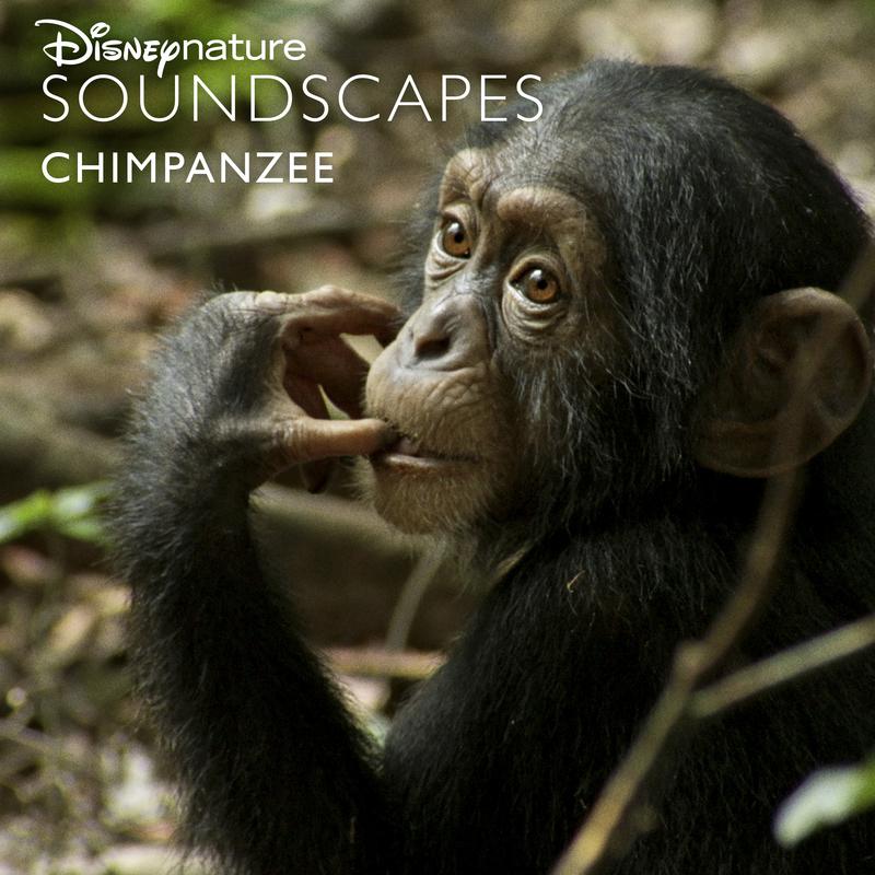 Chimps Wake Up at Dawn