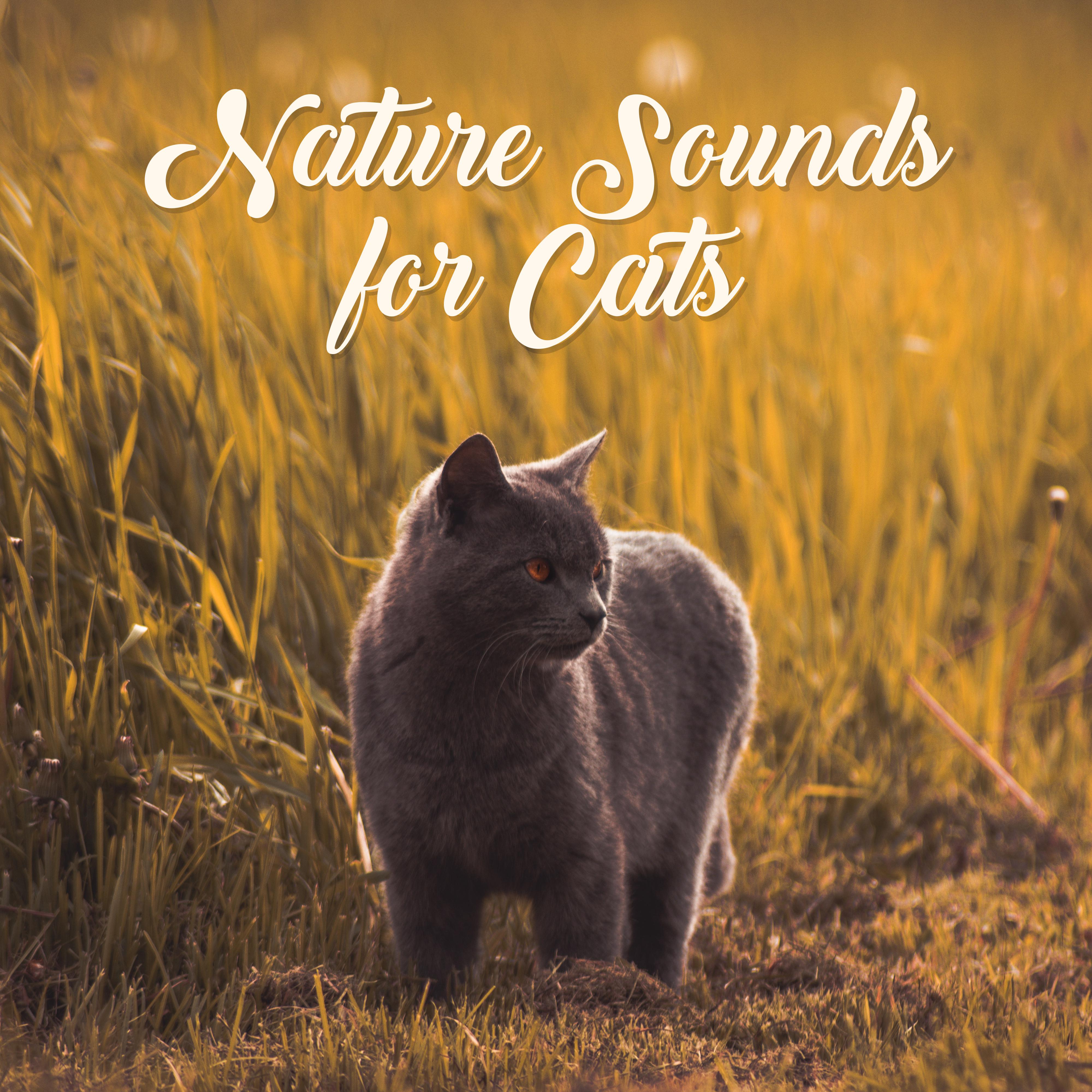 Nature Sounds for Cats: Relaxing Music Therapy, Blissful Songs for Sleep, Relax, Cat Relaxation, Music Reduces Stress, Bird Sounds