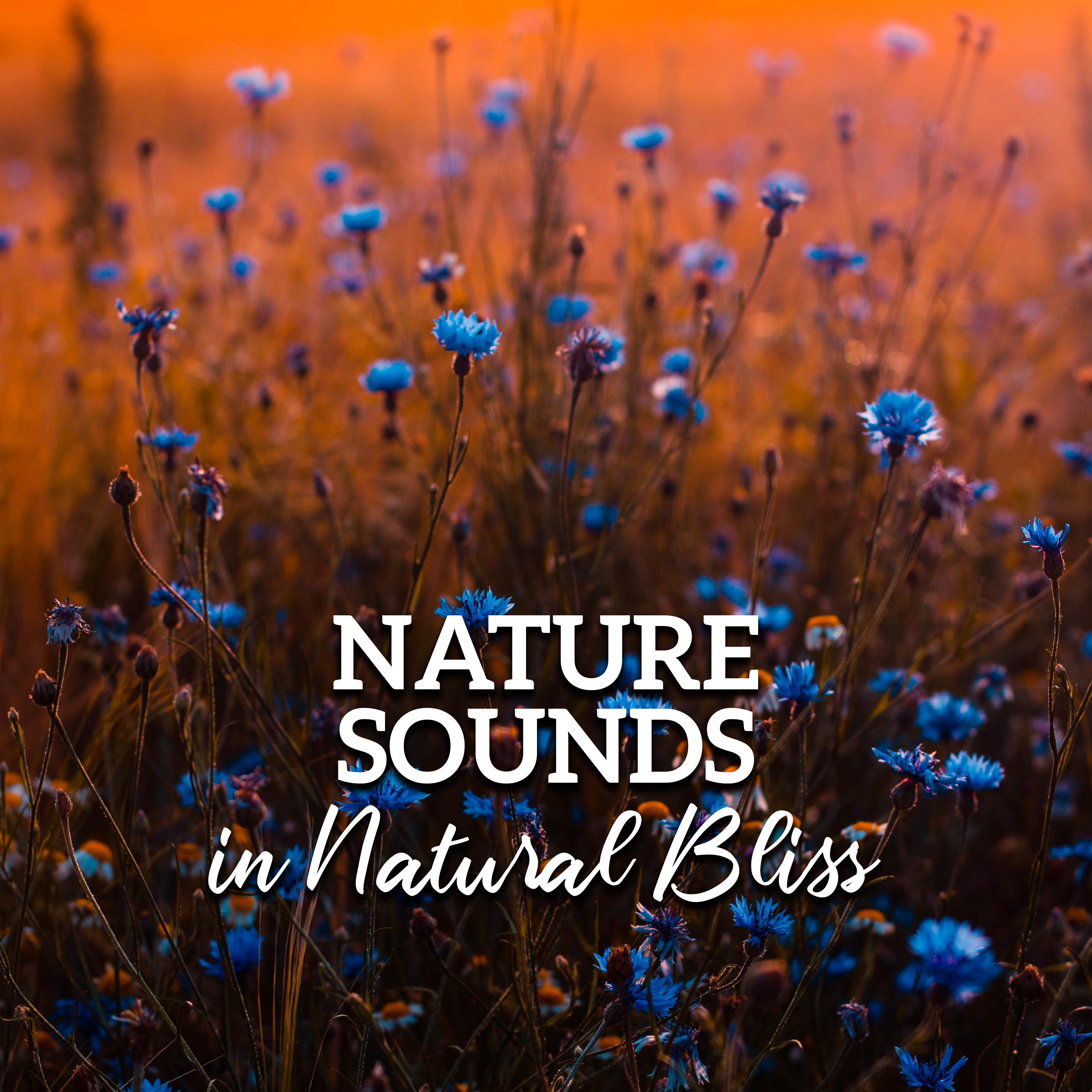 Nature Sounds in Natural Bliss  Pure Relaxation, Reduce Stress, 15 Sounds of Nature, Healing Therapy, Zen Serenity, Lounge Music