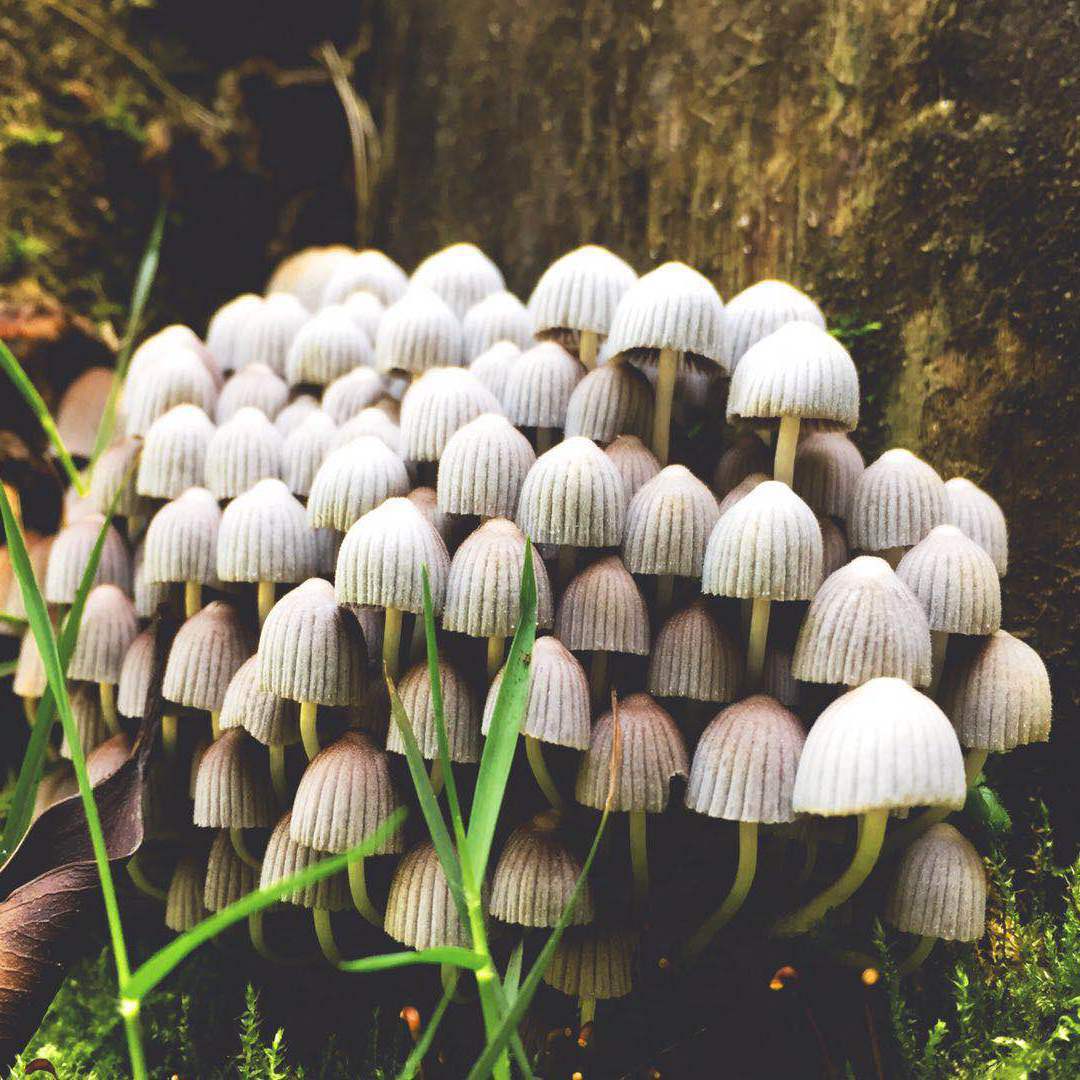 jia yi bing 2019 nian zuo pin ji