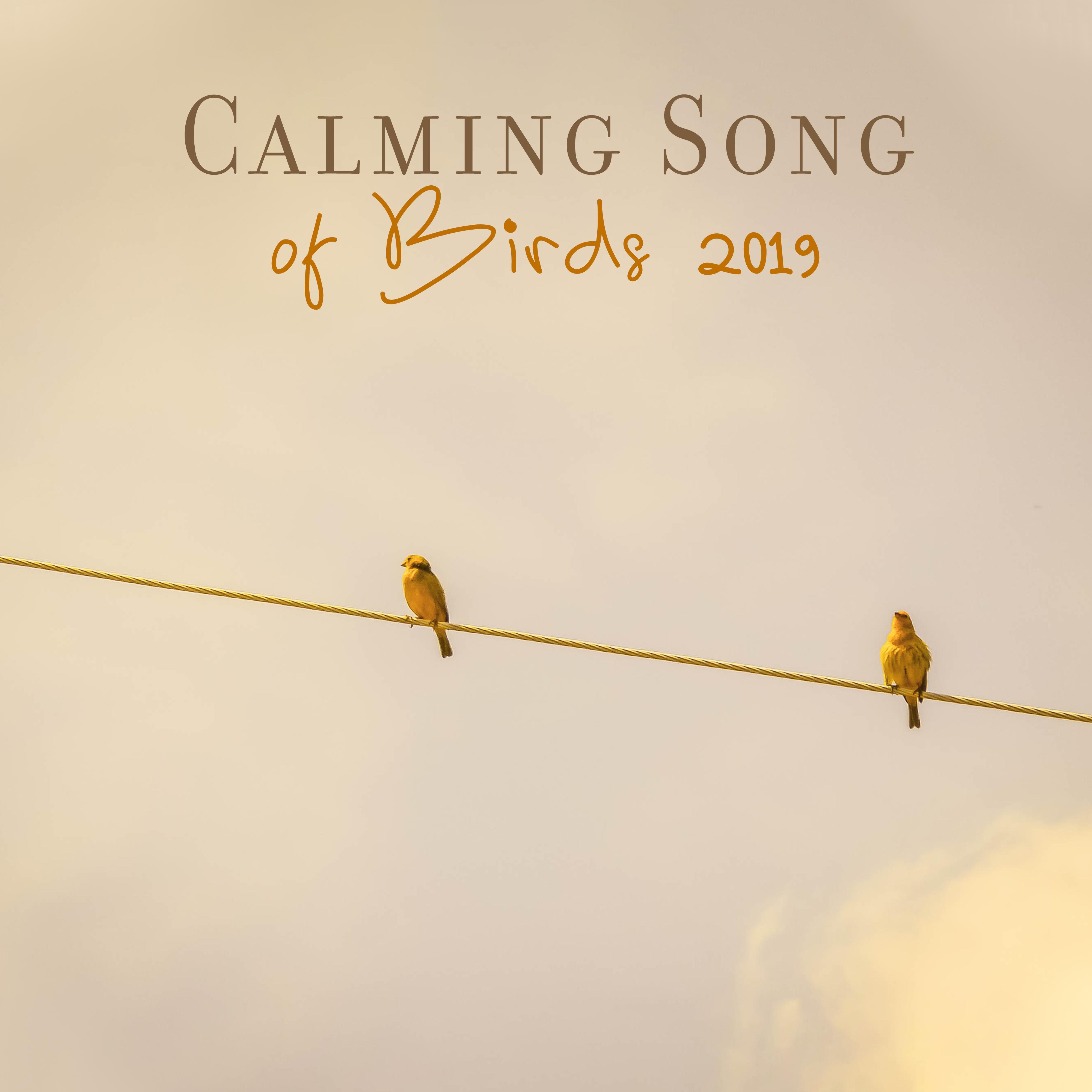 Calming Songs of Birds 2019: Compilation of 15 New Age Nature Songs, Sounds of Various Species of Birds with Piano Melodies, Music Perfect for Calming Down, Stress Reduce, Relax After Tough Day