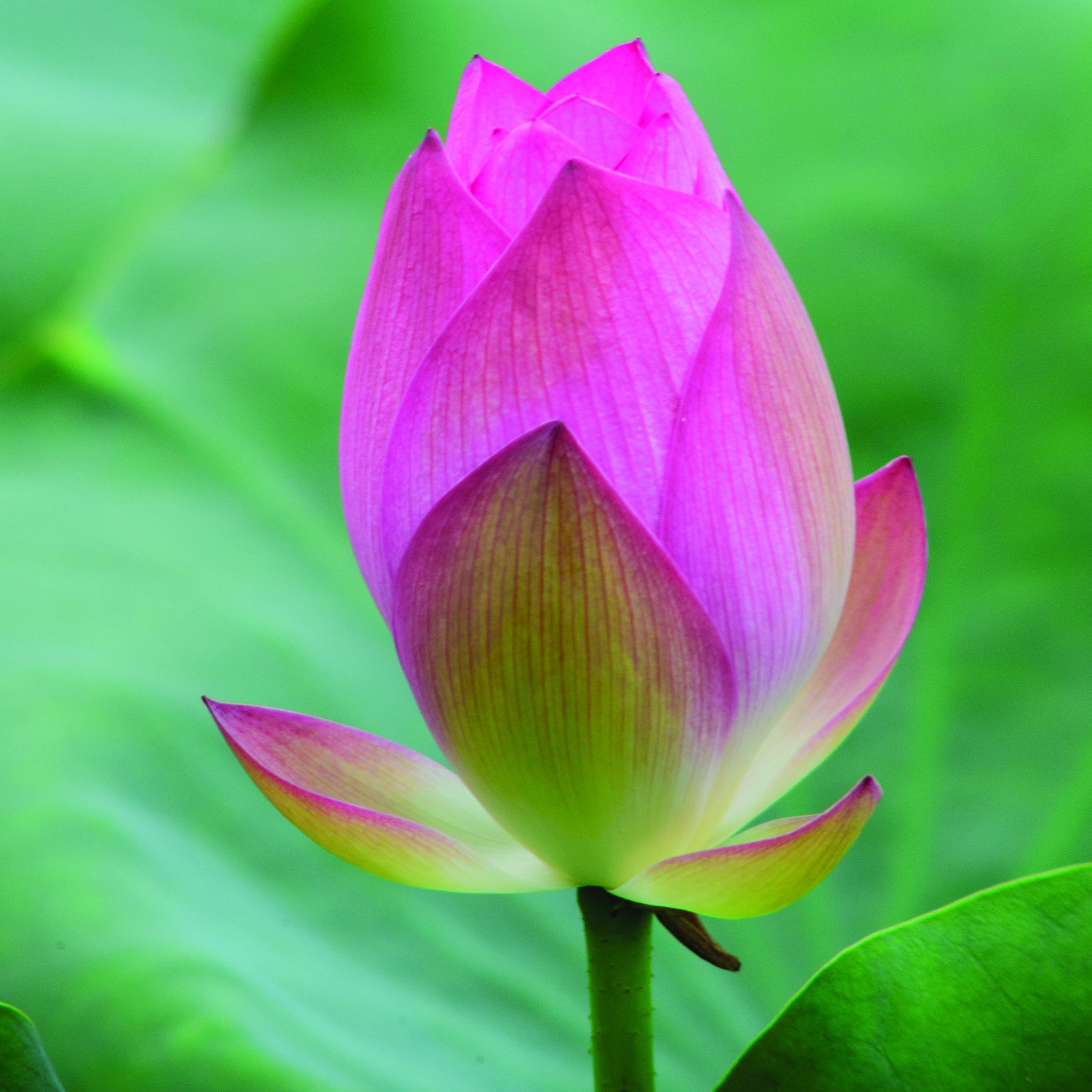 Rain Sounds and Footsteps