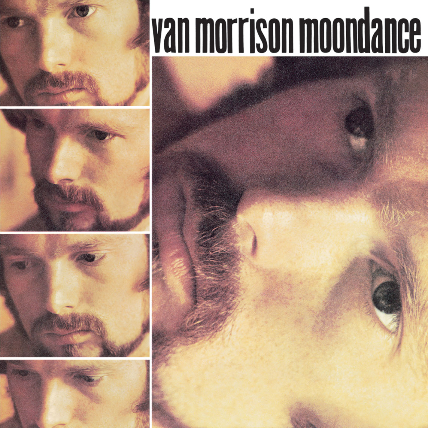 Moondance (Album Version)