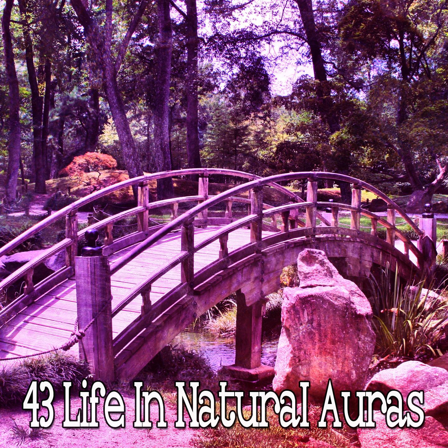 43 Life in Natural Auras