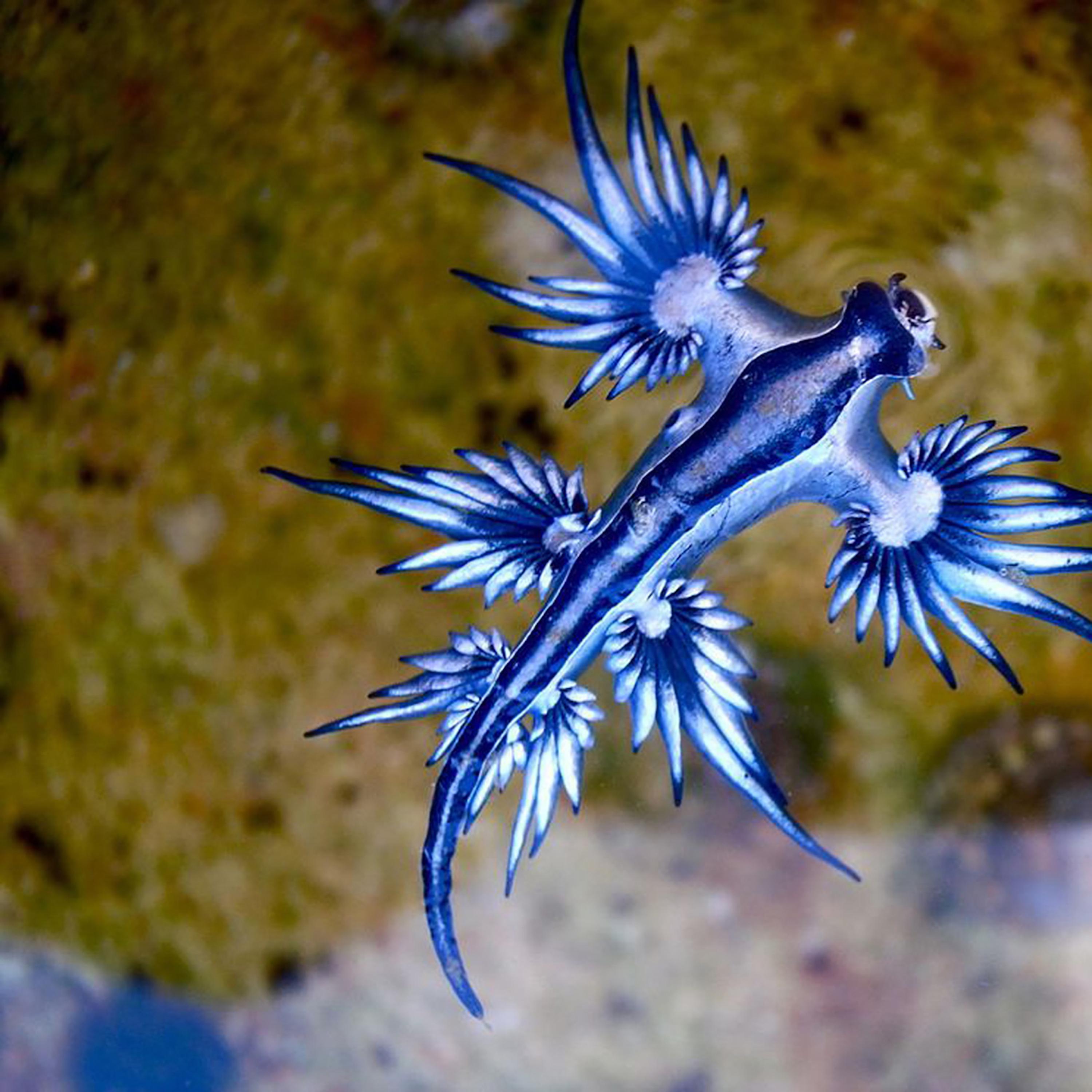 Arrangements of the Aqueous