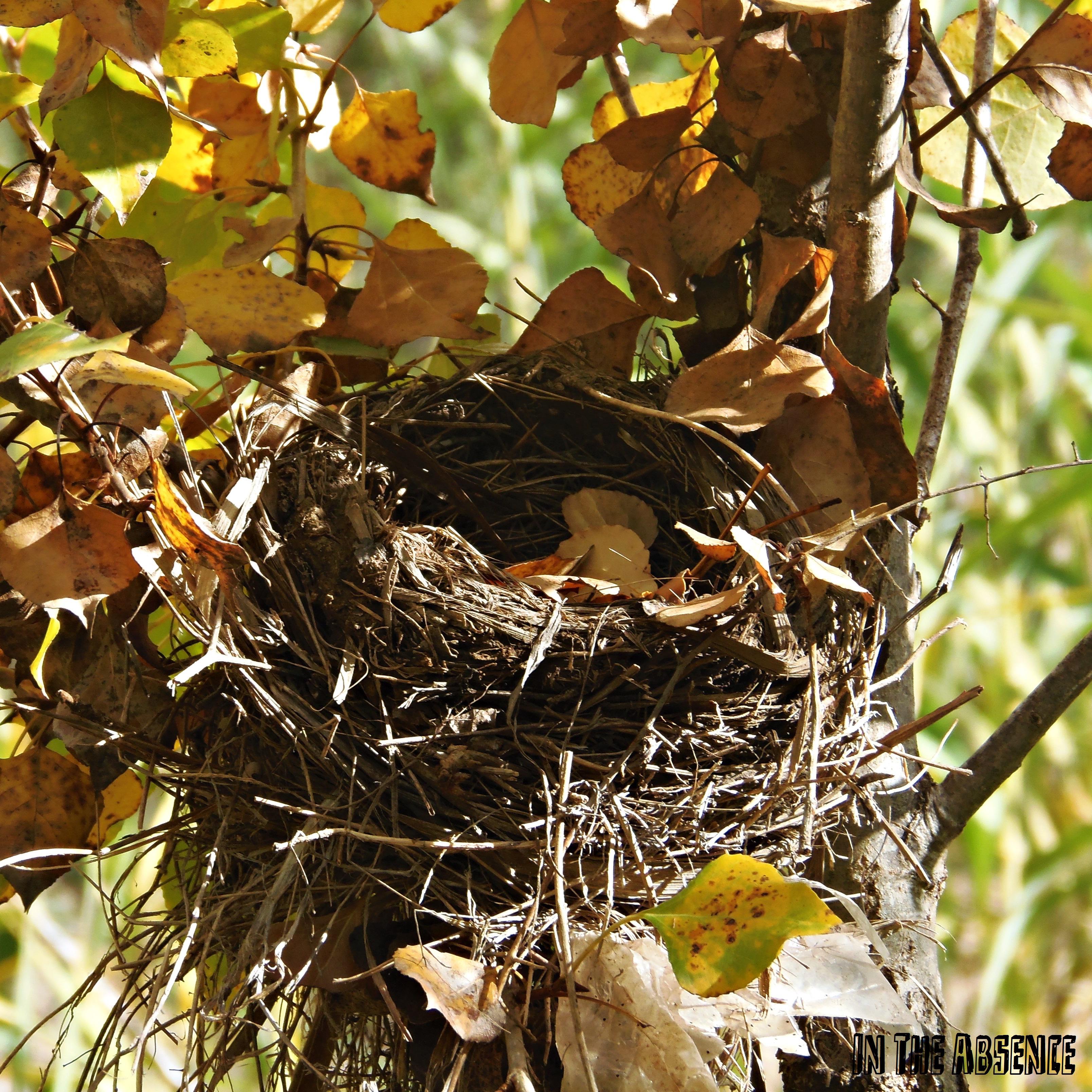 Check Out The Tuxedo