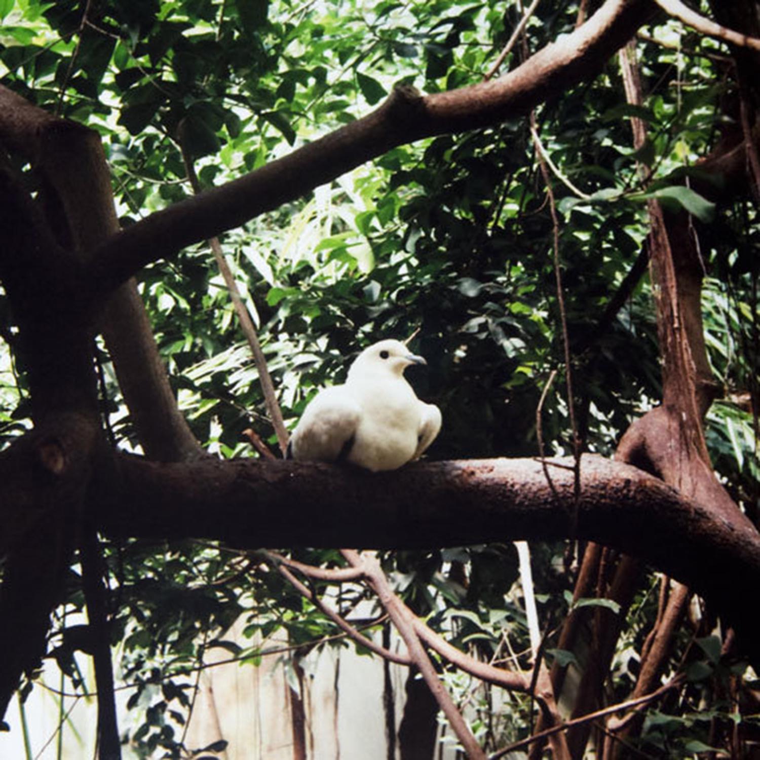 On Trees and Birds and Fire