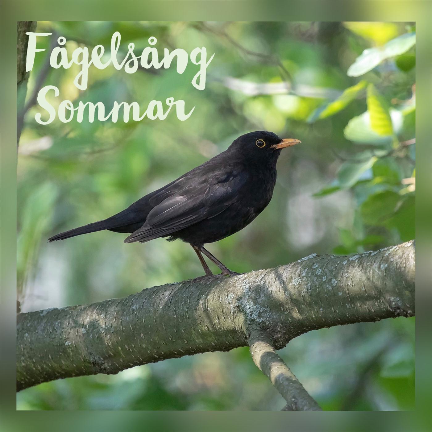 F gels ng sommarkv ll vid lantg rd