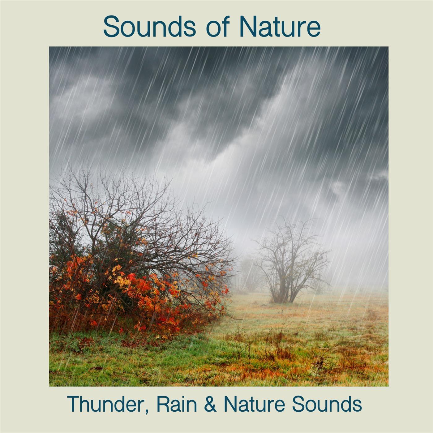 Rain, Thunder and Nature Sounds