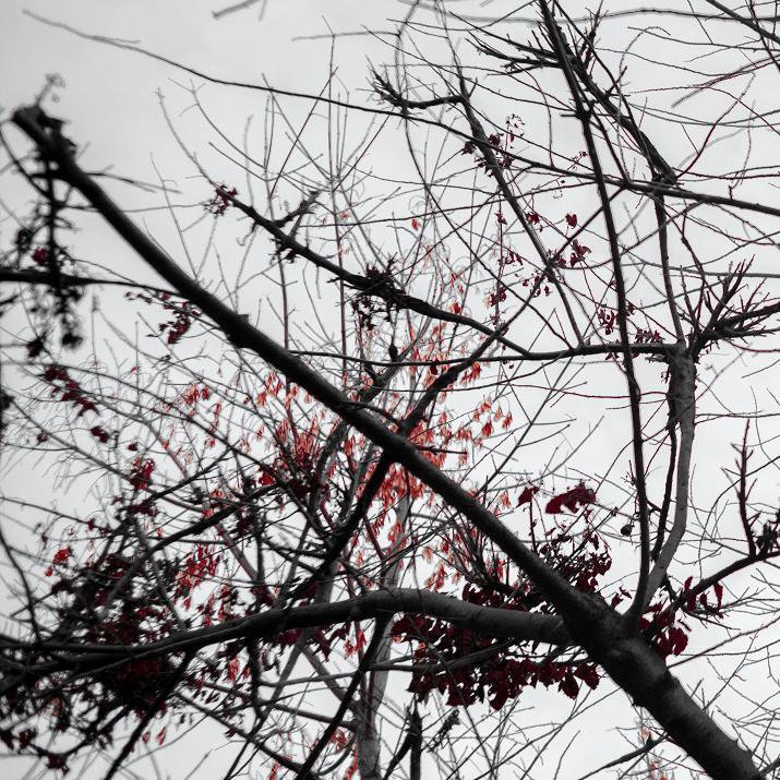 jian dan de Autumn Leaves