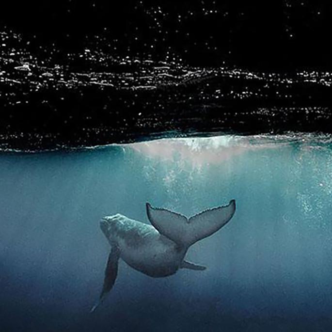 bu hui nian jiu de yu