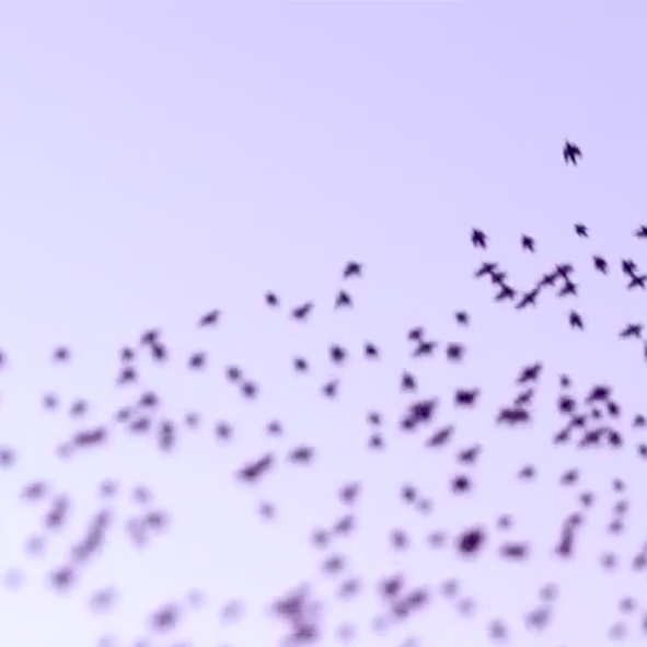 ta bu zhi dao ming zi de nei xie niao