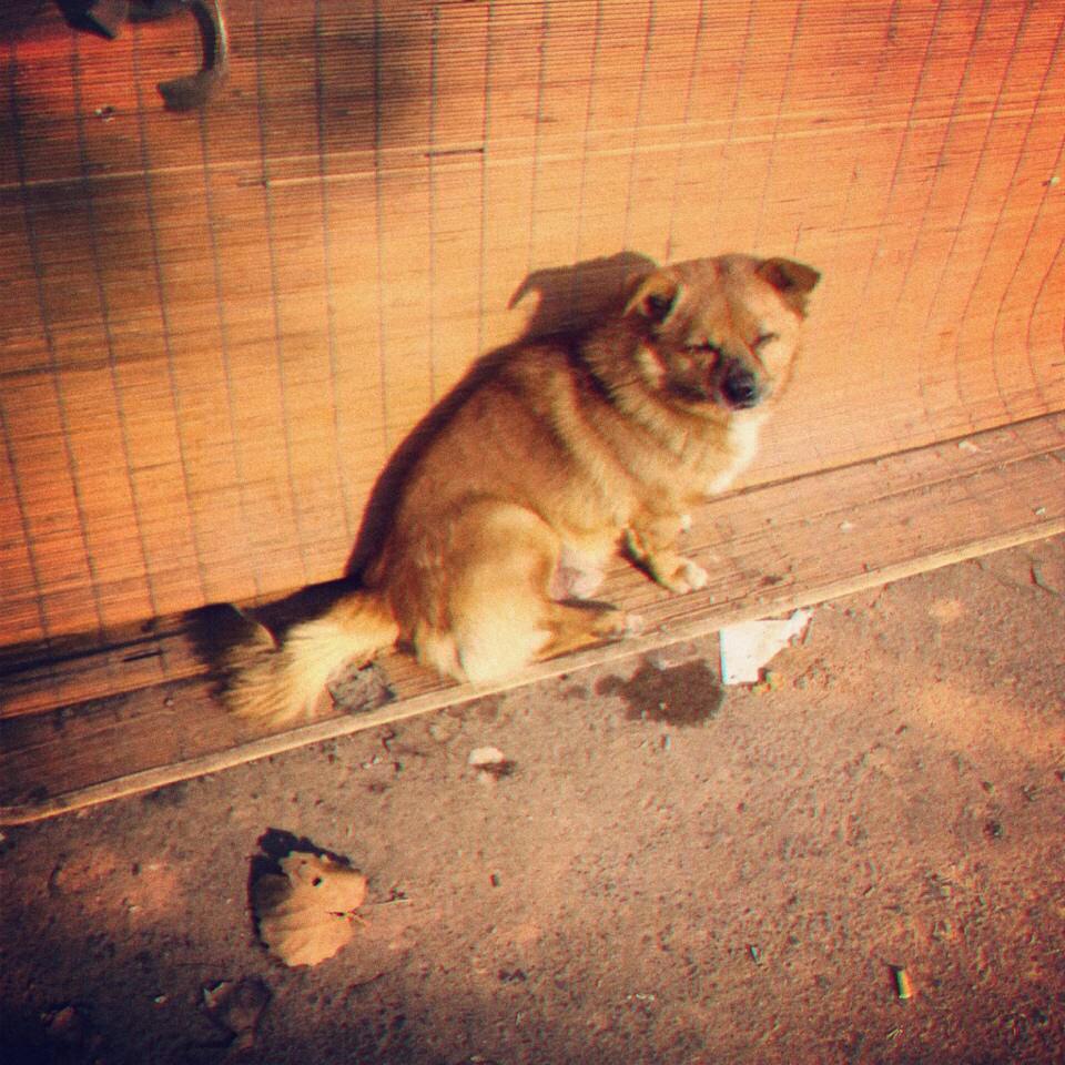 bei shang di reng diao de liu lang gou