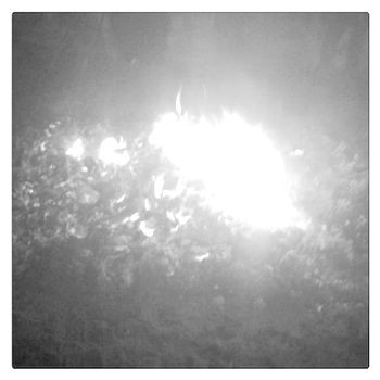 White Summer, I love you