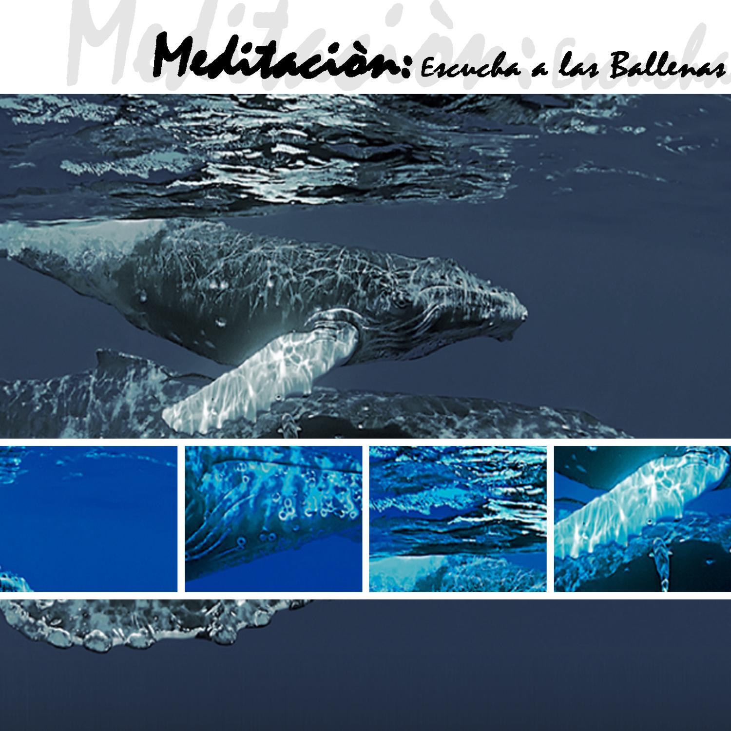 Meditacio n, Escucha A Las Ballenas