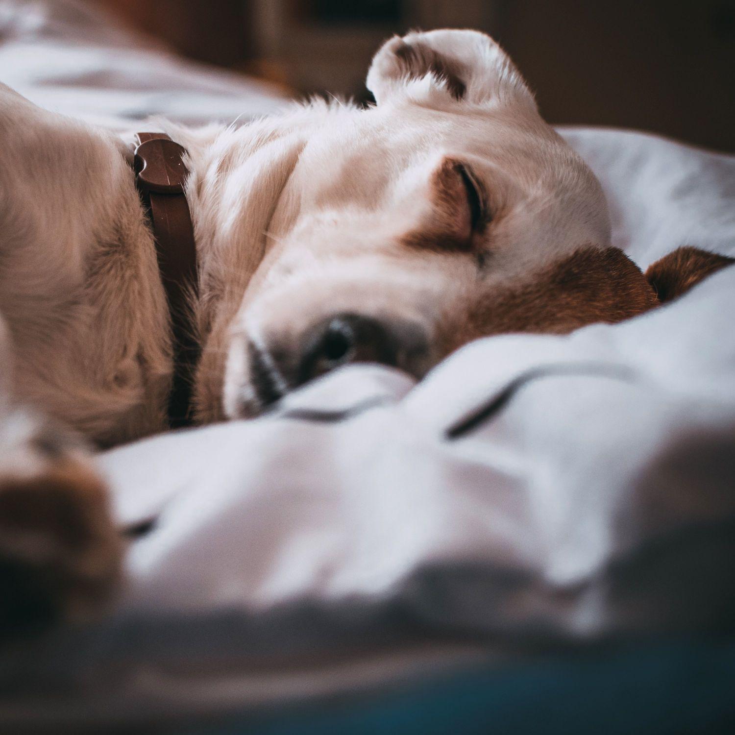 White Noise Collectors  Sweet Baby Instant Sleep Noise Loopable, Brown Noise