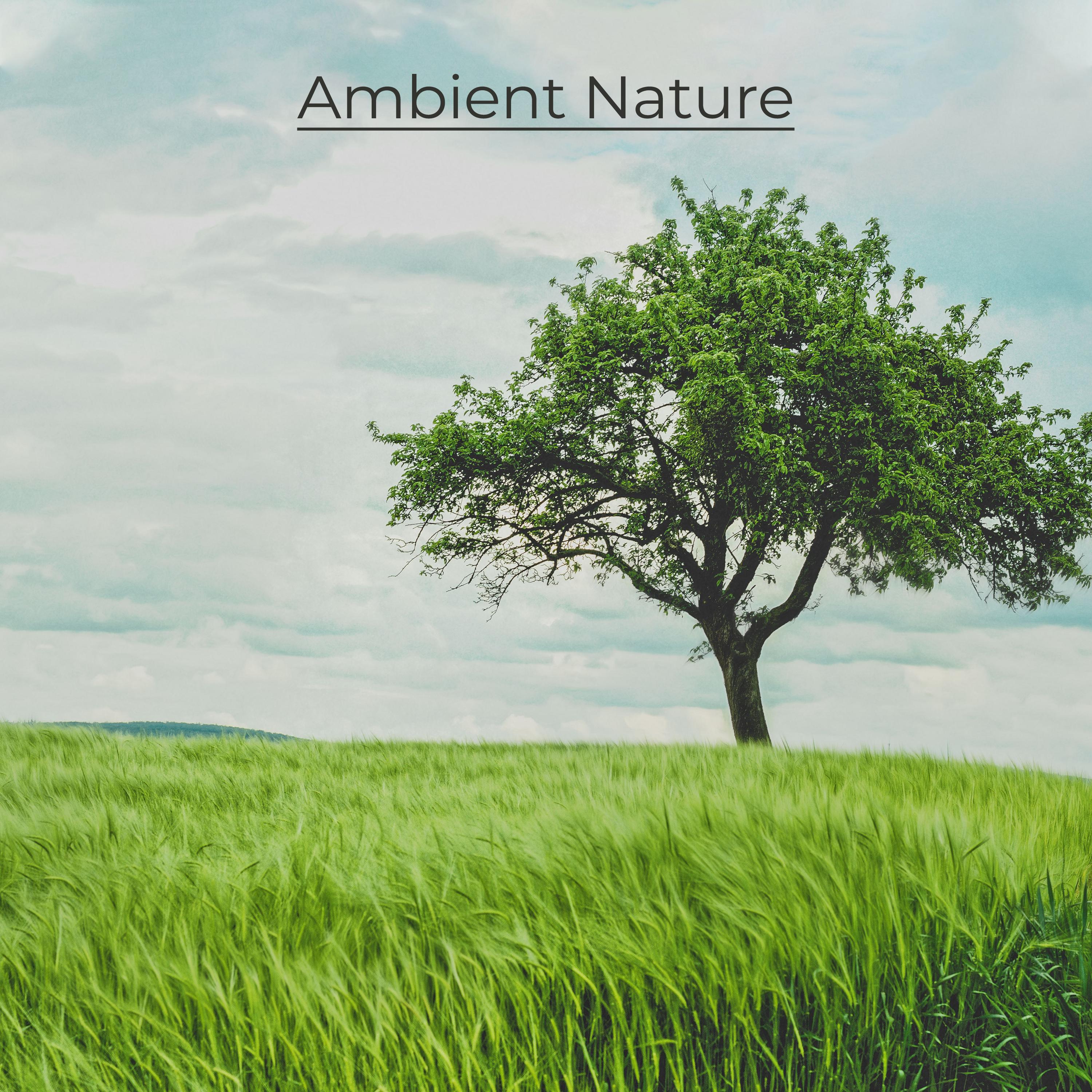 Ambient Nature: Calm Sleep and Relaxation