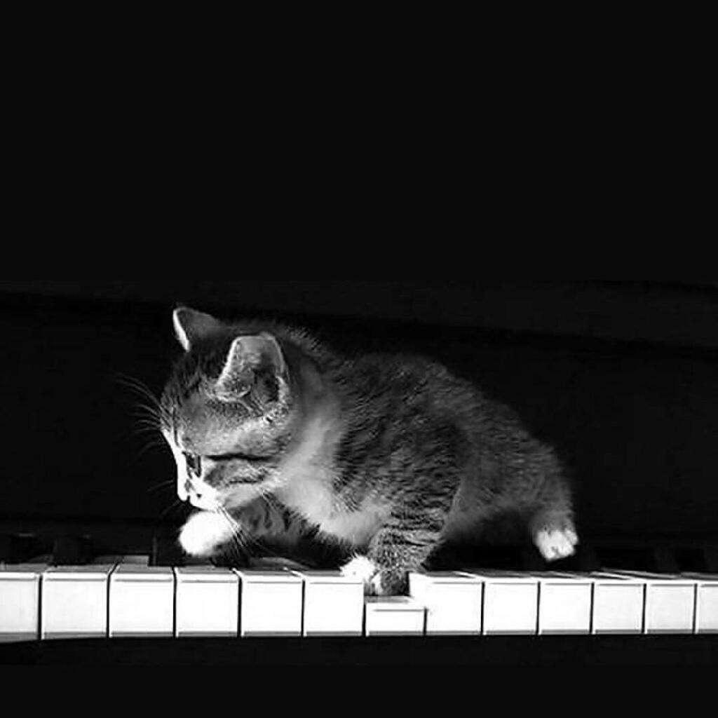 lin ju jia de mao pa dao gang qin shang zou le yi quan qia hao bei wo lu xia lai le