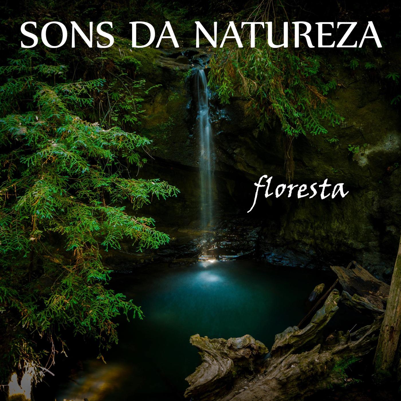 Sons da Natureza: Floresta, Pt. 17