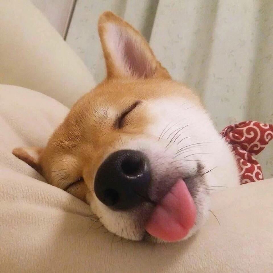 sheng ri kuai le bai yang zuo