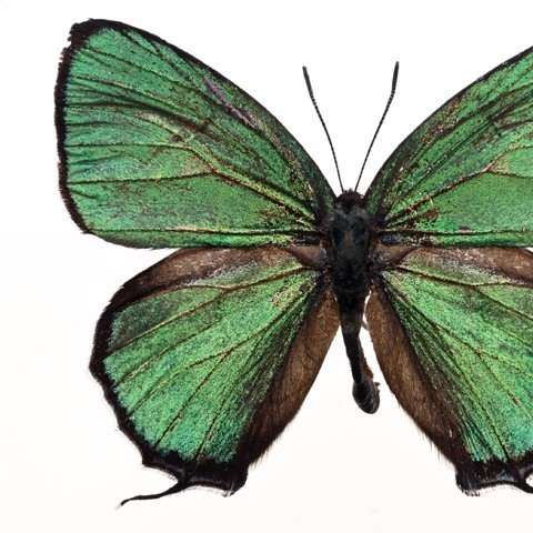 Last Quater (Zephyr)