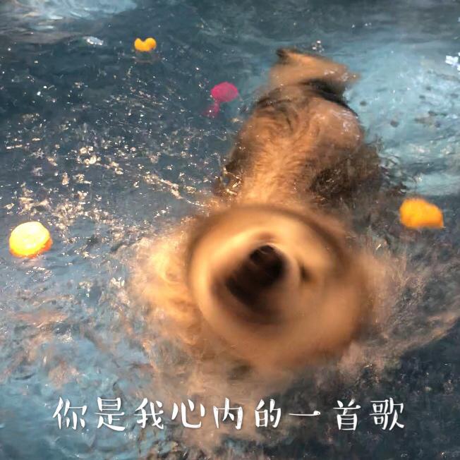 ni shi wo xin nei de yi shou ge