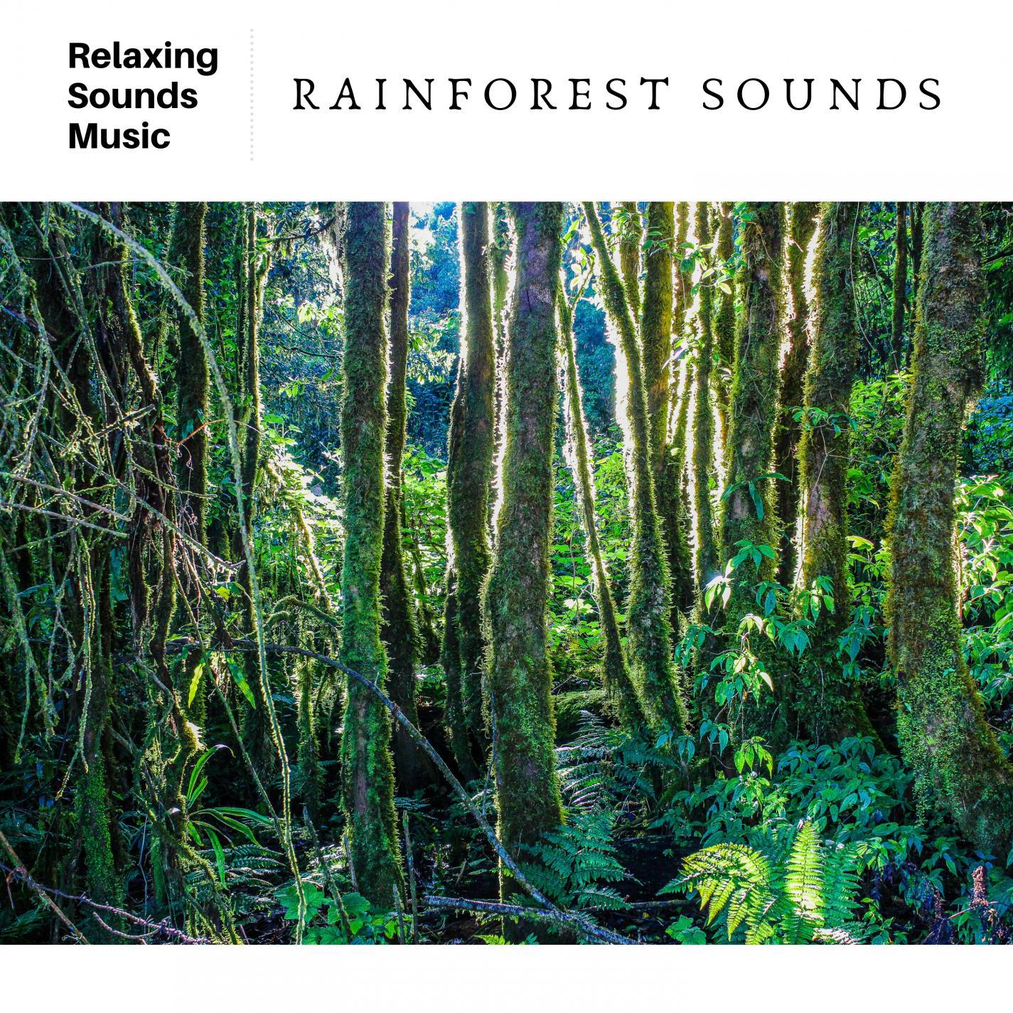 Rainforest Raindrops