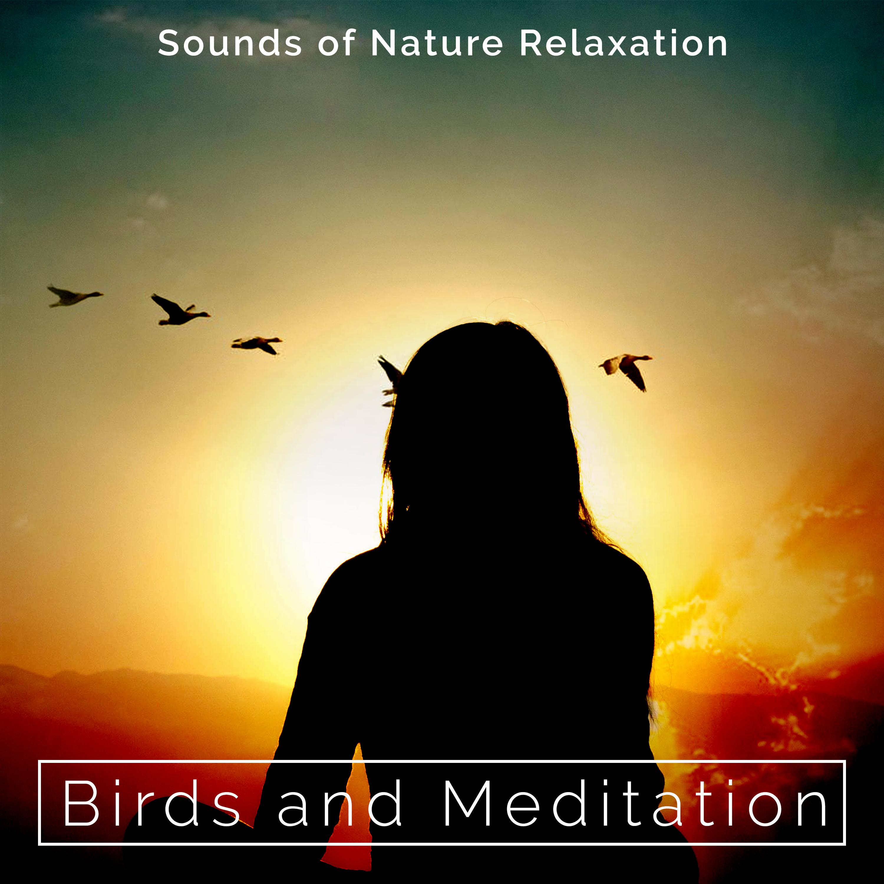 Birds and Meditation