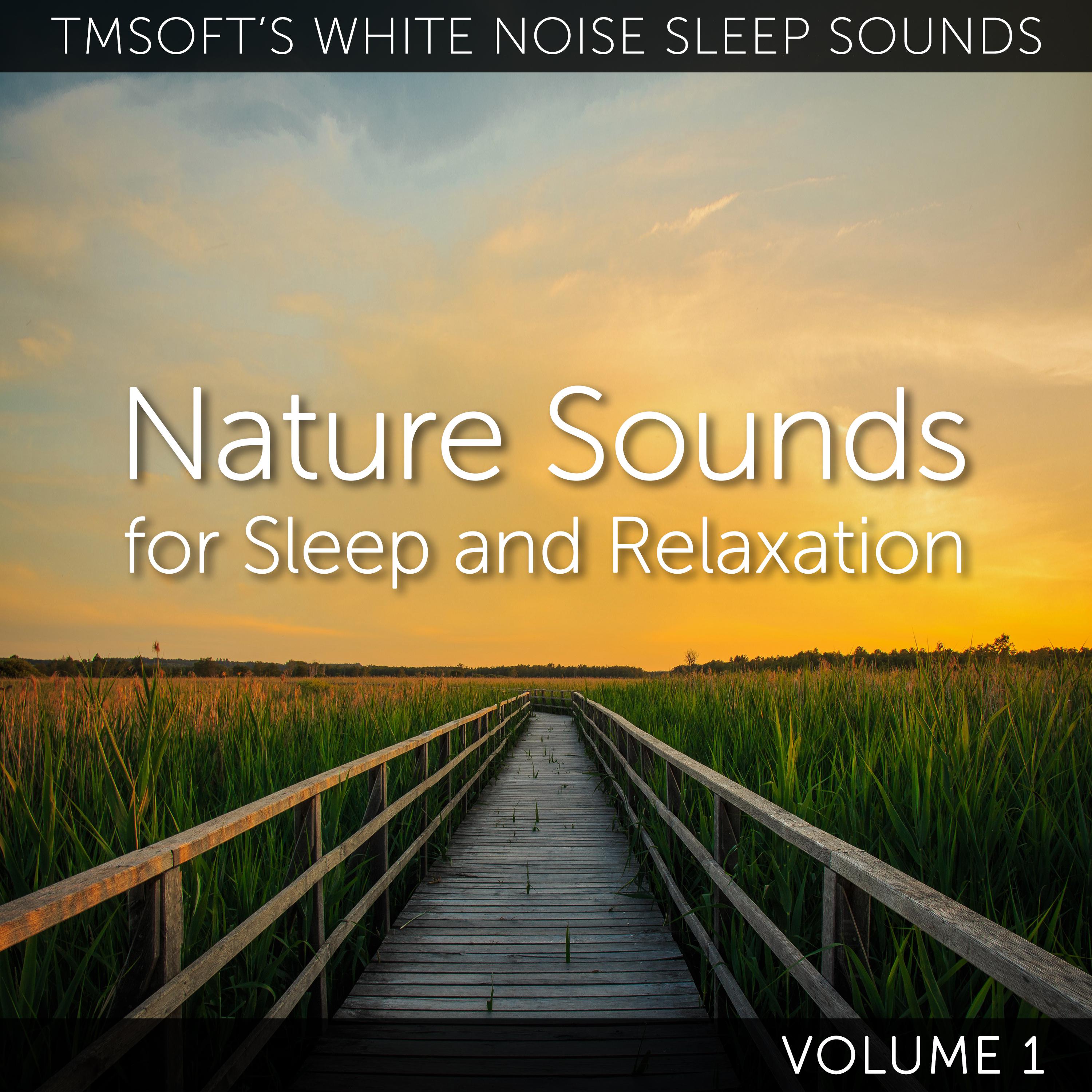 Relaxing Outer City Portland Forest