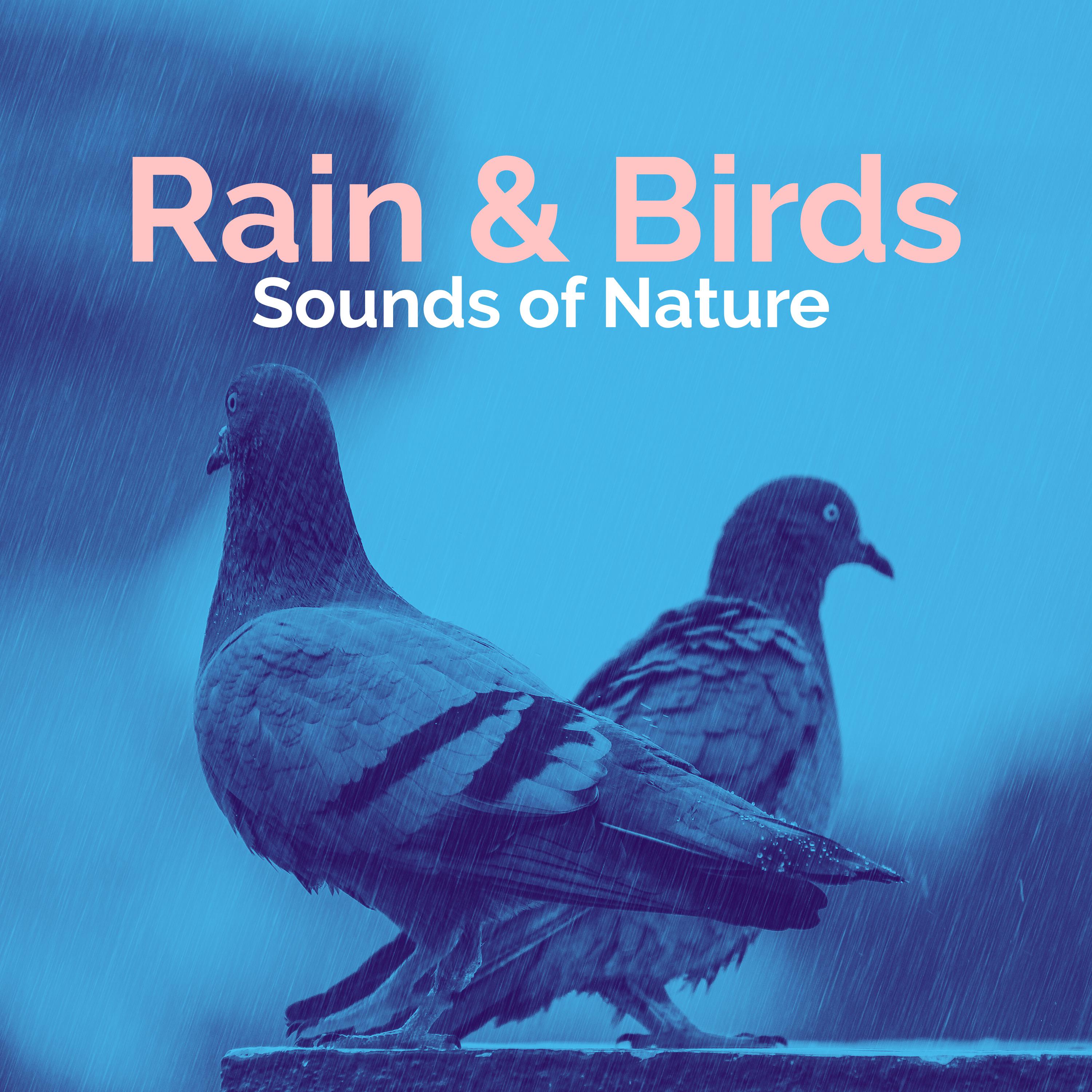 Rain & Birds