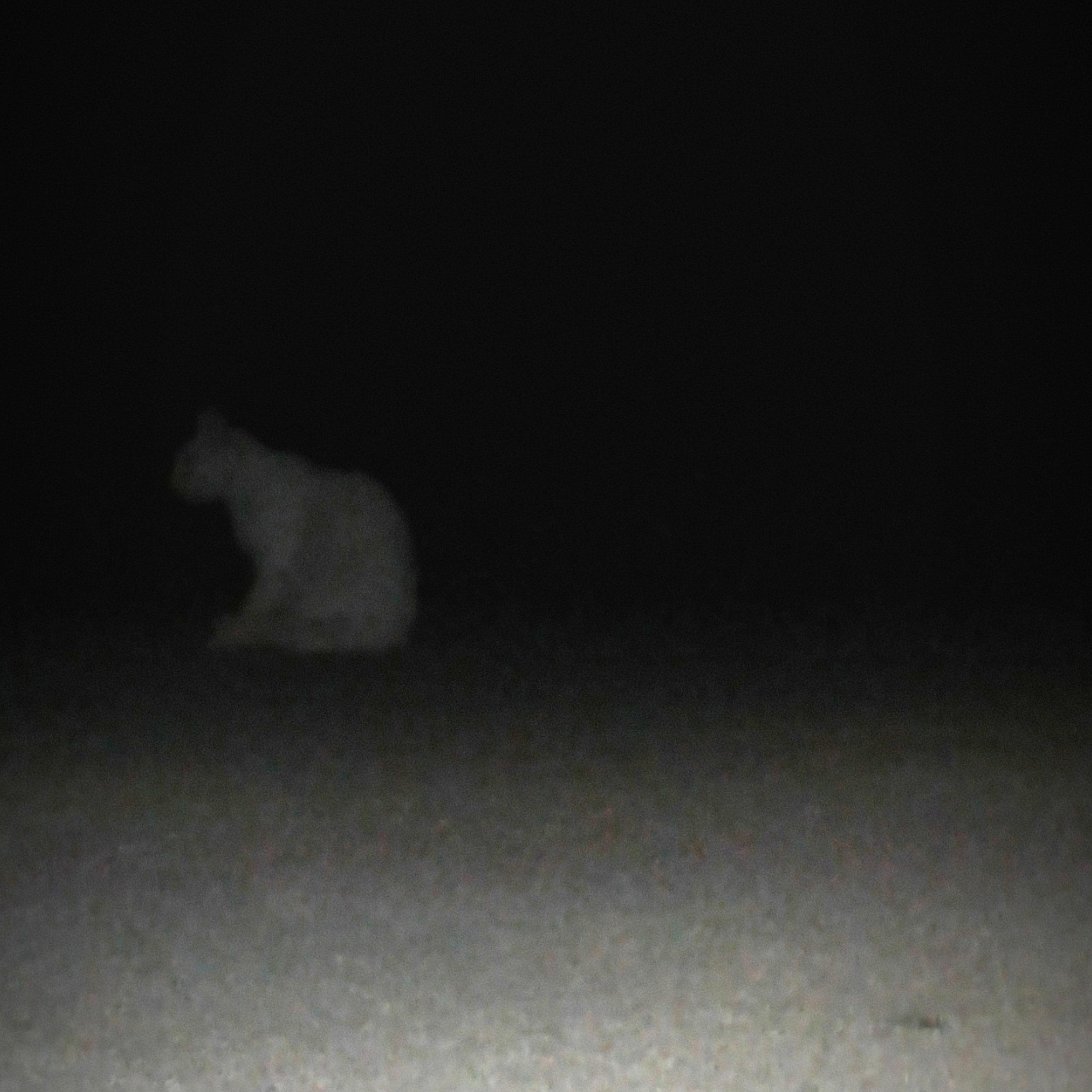 Roquinho Triste da MPB