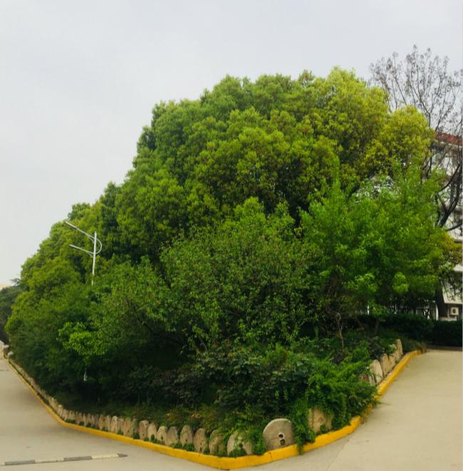 chun yi shi  xia wei zhi