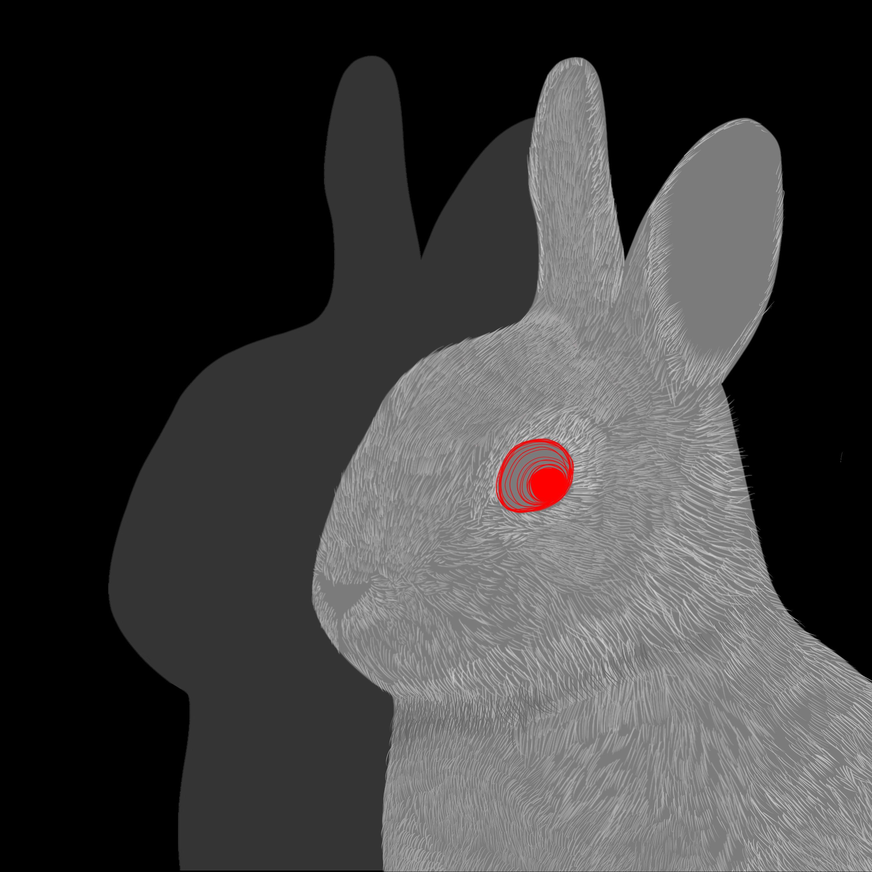 Run Turtle, Run Rabbit