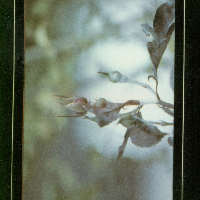 Lucent (Live version)