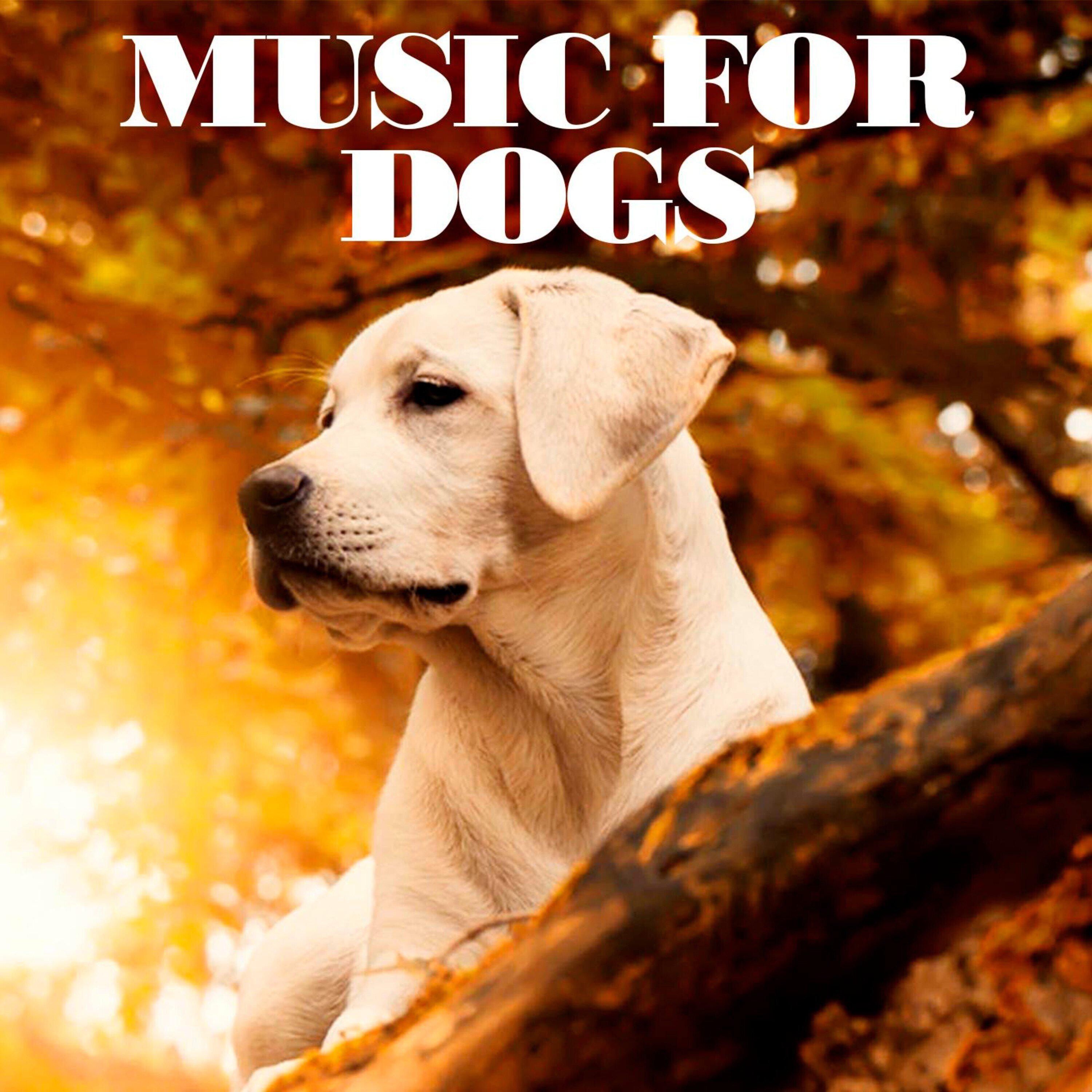 Music For Dogs