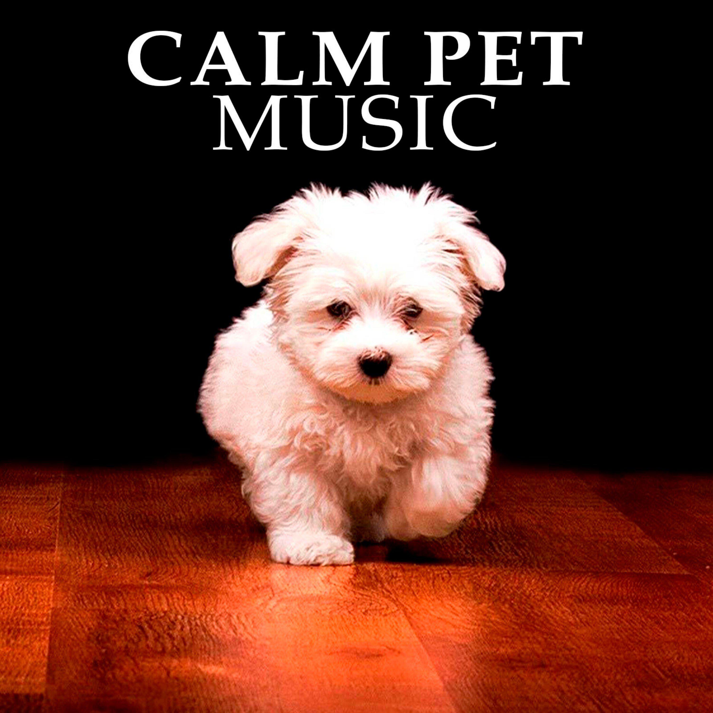 Calm Pet Music