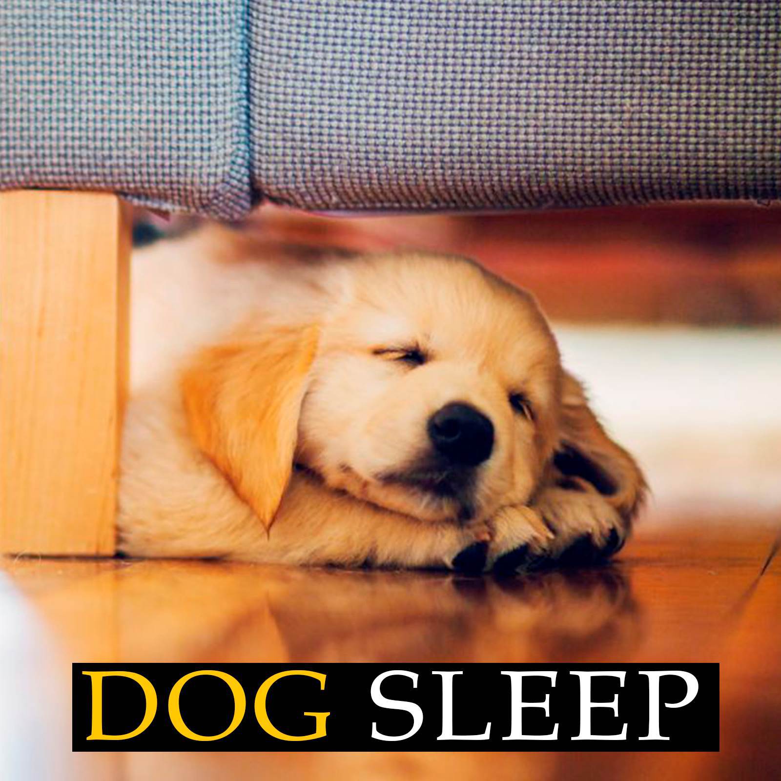 Dog Sleep