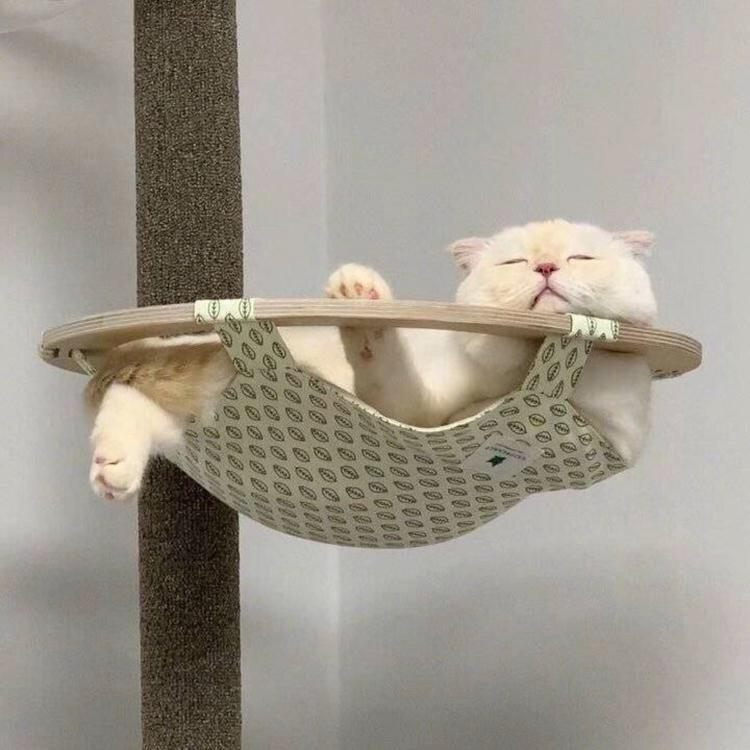 wo xiang wo bu gou hao tan chang ban