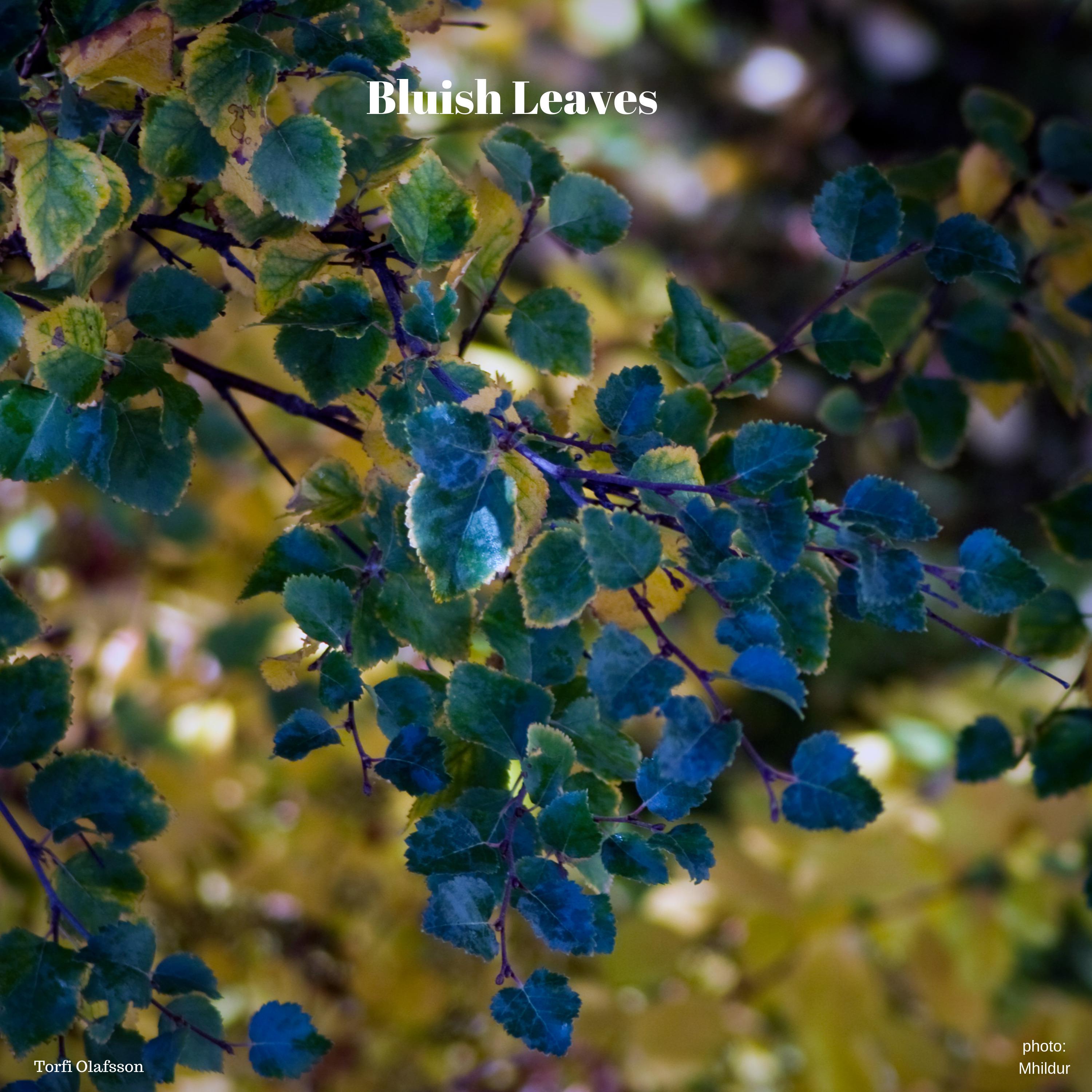 Bluish Leaves