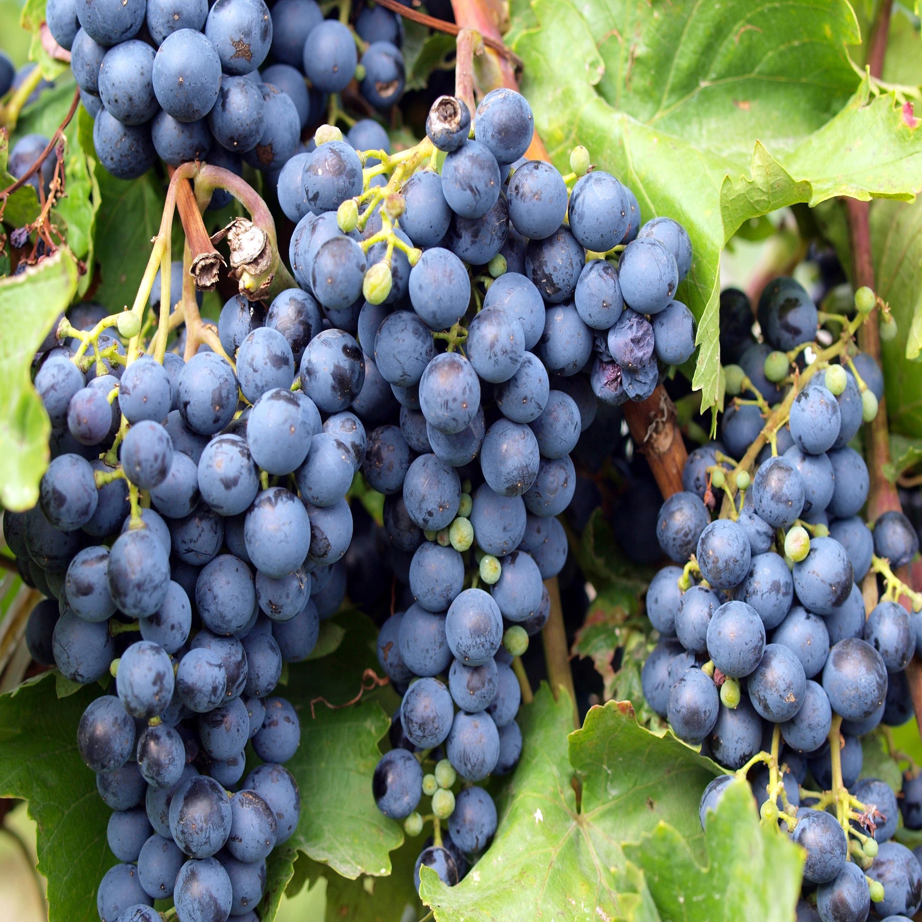 french grapes