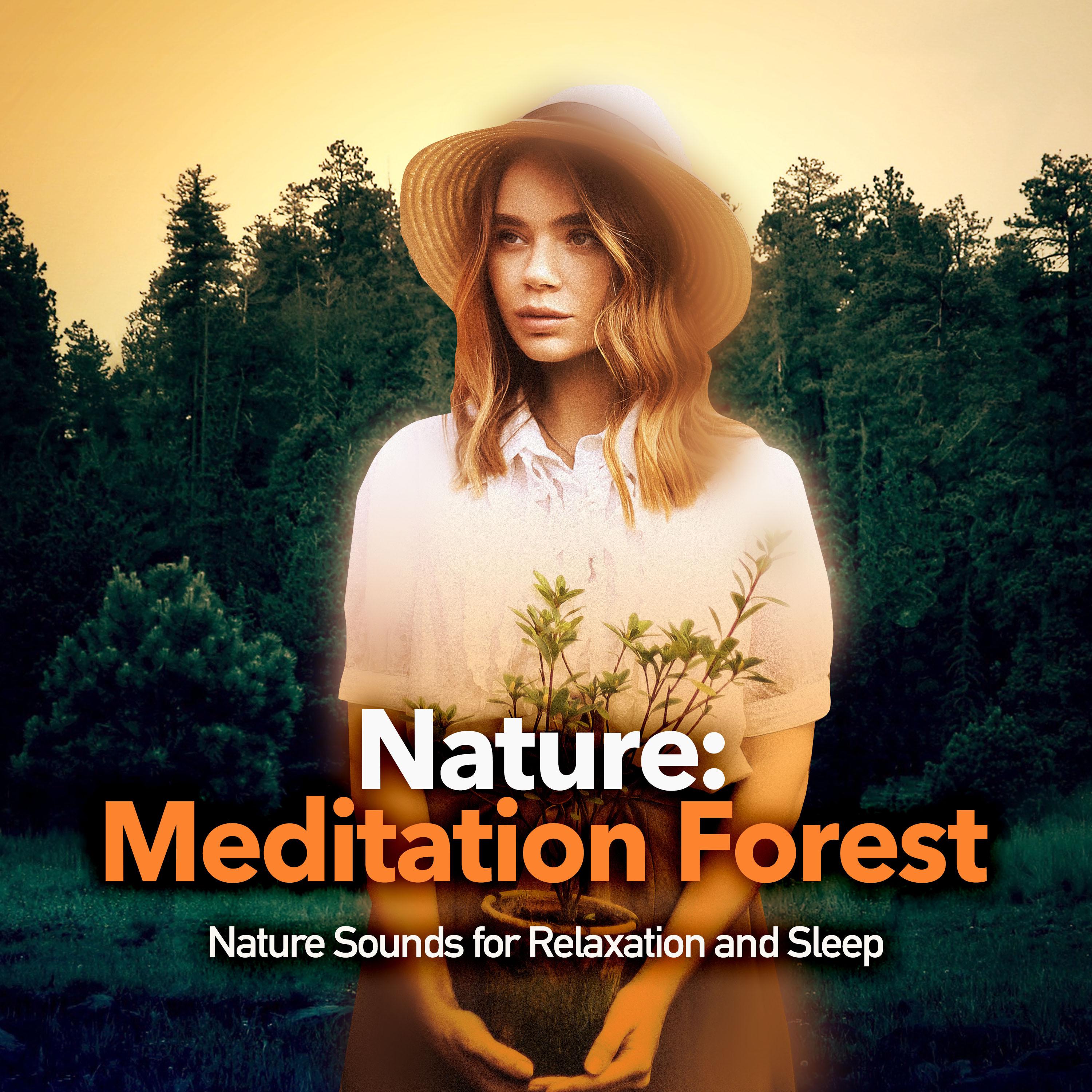 Nature: Meditation Forest