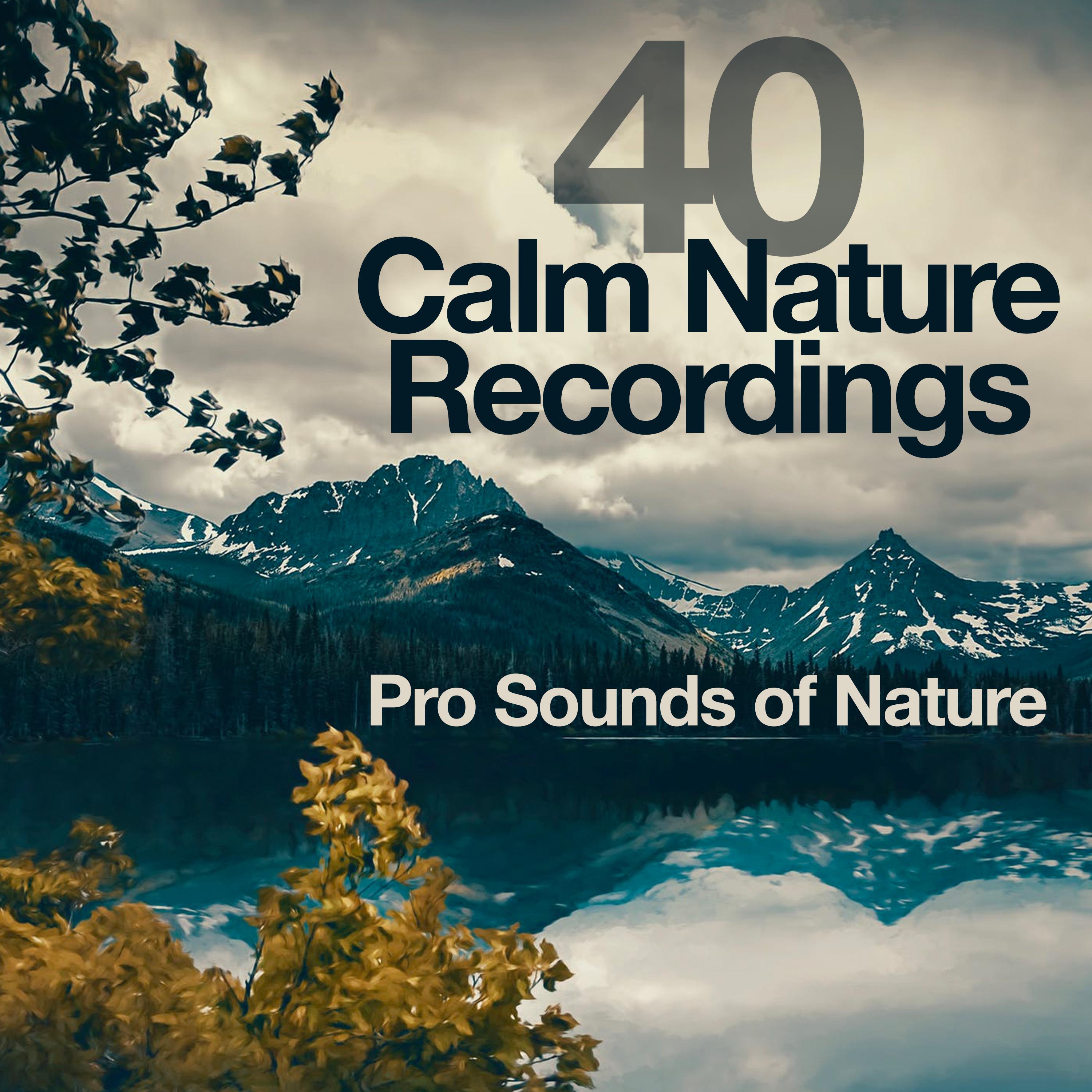40 Calm Nature Recordings