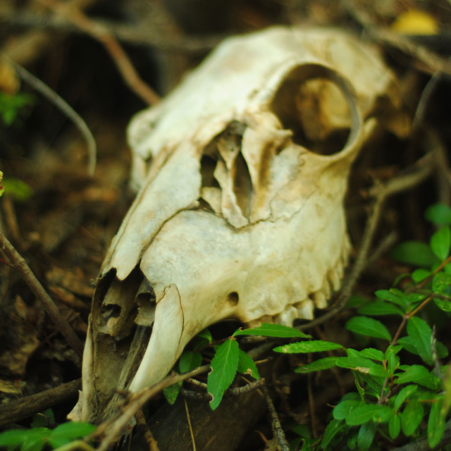 Weminuchia I: Stillness