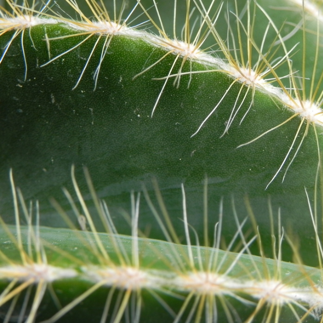 You Will Stay With Us (for Kenny Doren)