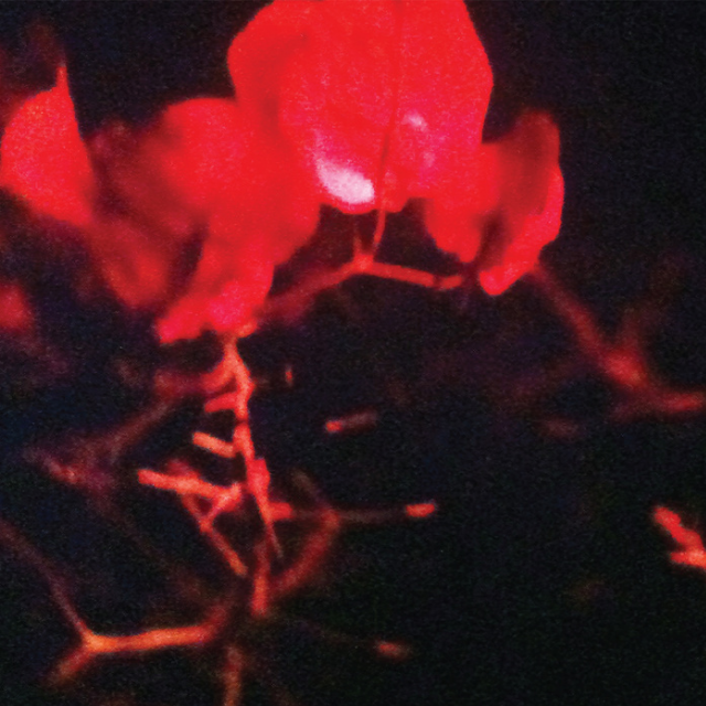 Briar Path (Silent Servant Interpretation)