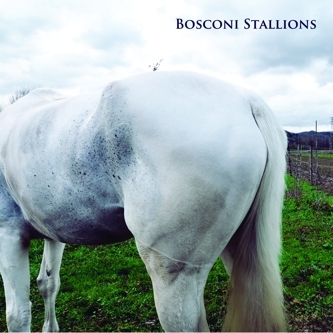 Bosconi Stallions Compilation Celebrating 5 Years of Bosconi Records