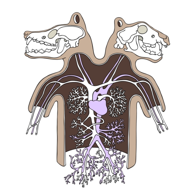 The Ballad Of Alimos The Organ Borrower