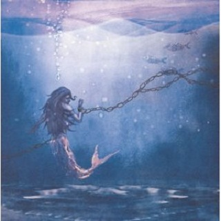 fu quan yuan fei maltese mix